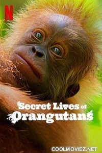 Secret Lives of Orangutans (2024) Hindi Dubbed Movie